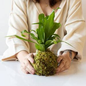 Japanese Kokedama Workshop with Fern