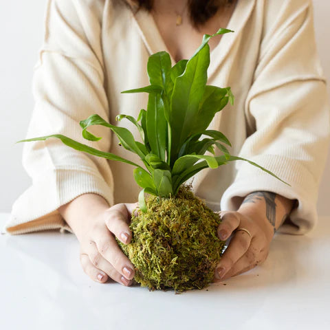 Japanese Kokedama Workshop with Fern