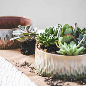 ☀ Summer Saturdays in the Rookwood Studio |  🌵Succulent Gardenscape Building with Sprouts Floral Design!