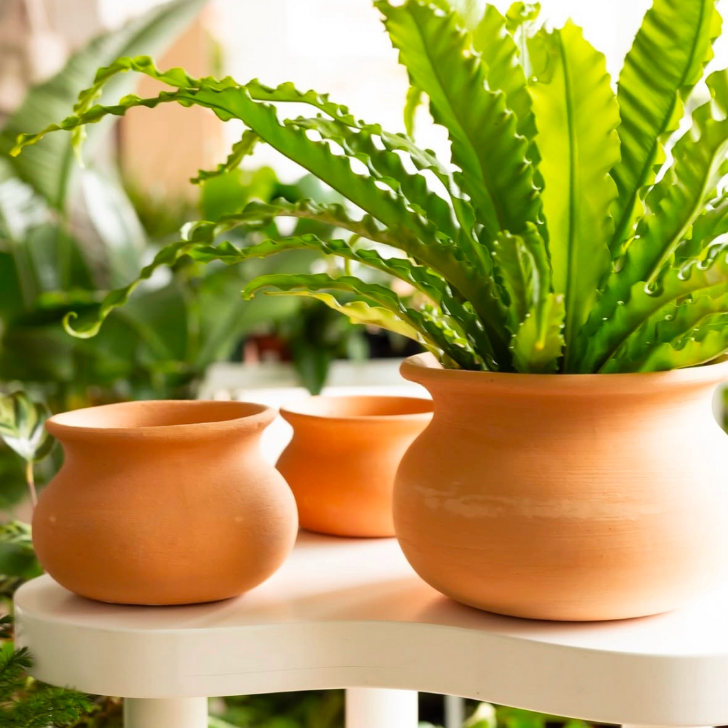 Houseplant 101 with Fern