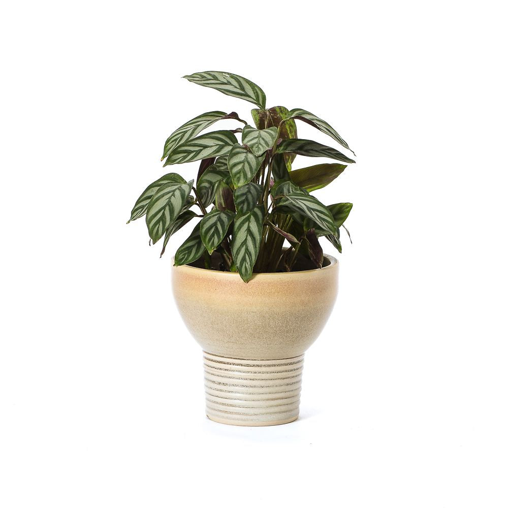 #57 Flowerpot | Hand Thrown Vessel Collection